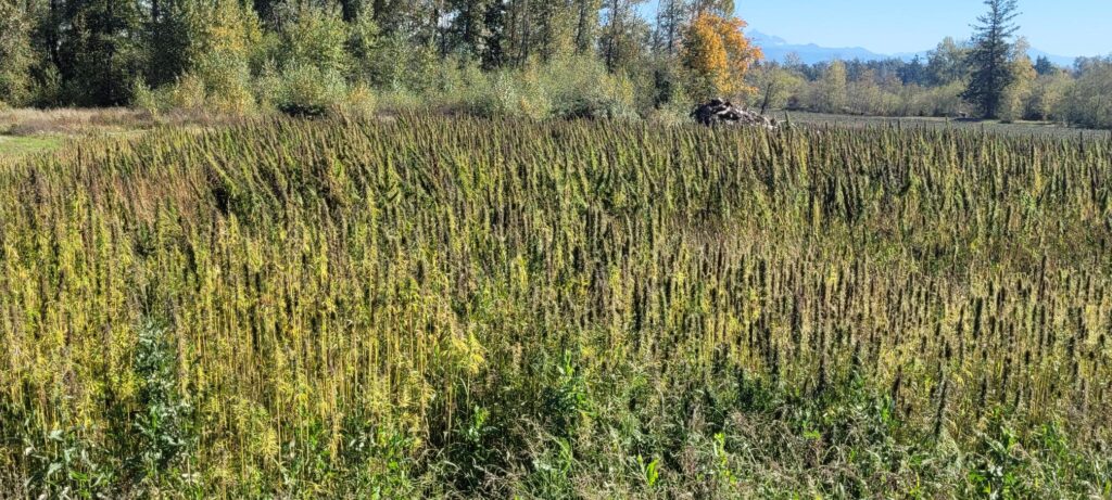 Hemp field ready for harvest and on-demand hemp processing with Hempower tools.