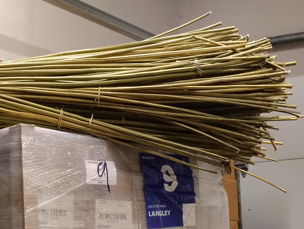 Retting-failed stalks in a hemp field